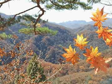 金山现代农业园区外20多根景观灯损坏 就是不见有人来修